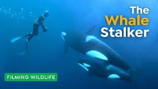 How Award-Winning Documentary Filmmaker Rick Rosenthal Films Whales Underwater