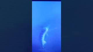 Finding Nemo (2003) voice actor Alec Medlock as Swordfish