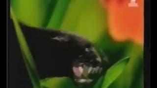 Bounty Chocolate - Jungle Commercial / Advert 1998 directed by Nelson McCormick