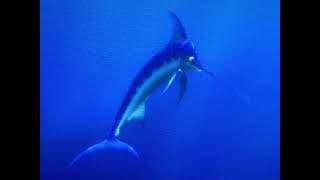 Finding Nemo (2003) voice Alec Medlock as Swordfish