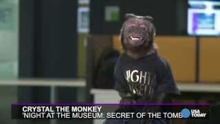 Crystal the monkey confirms: Bradley Cooper is a diva