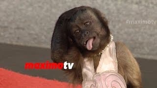 Crystal the Monkey | Highest Paid Primate In Hollywood | Best of the Best!